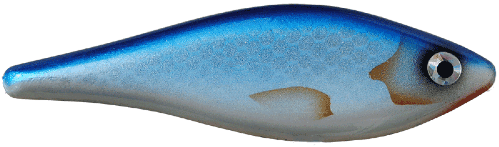 Bluefish