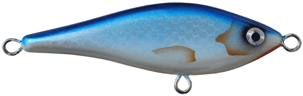 Bluefish