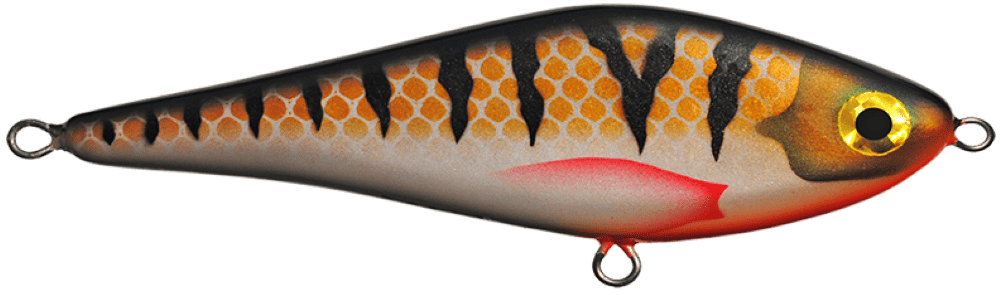 Golden Perch