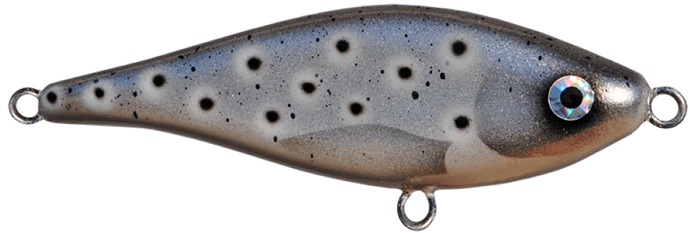 Seatrout
