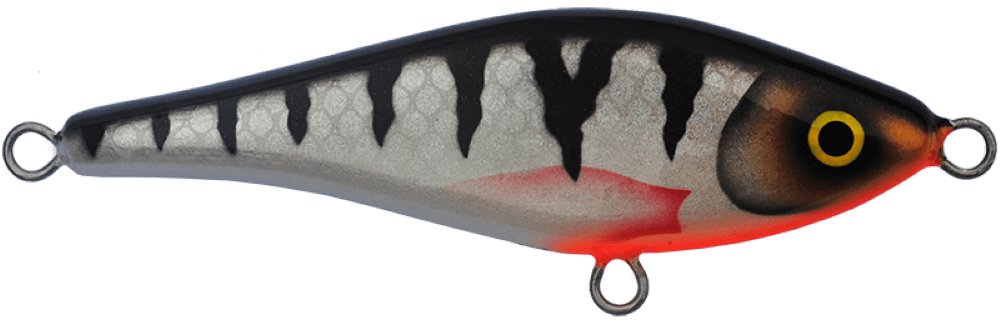 Silver Perch
