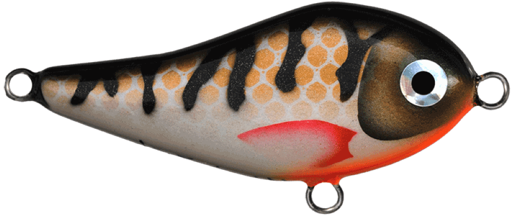 Golden Perch