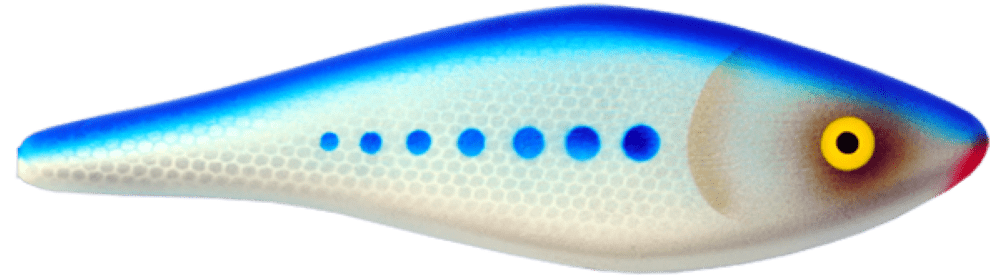 Bluefish