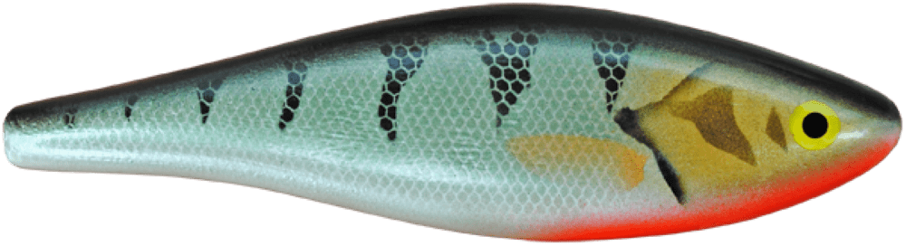 Silver Perch