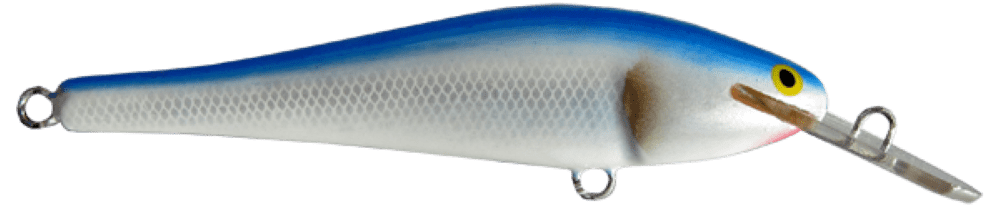 Bluefish