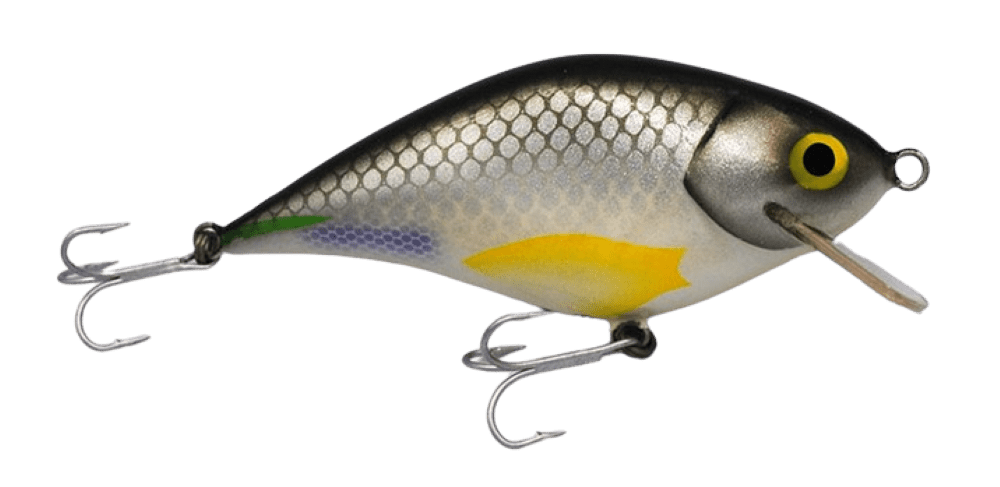 Bitterling