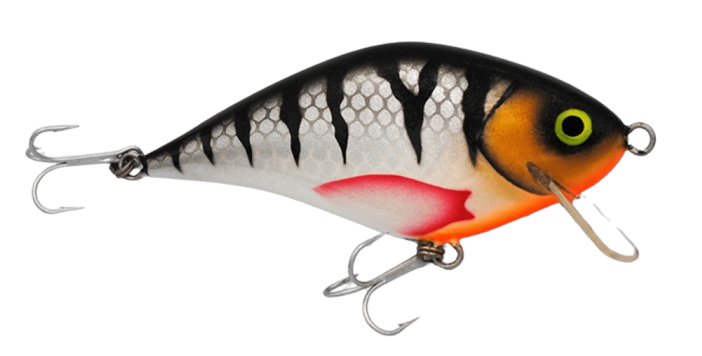 Silver Perch