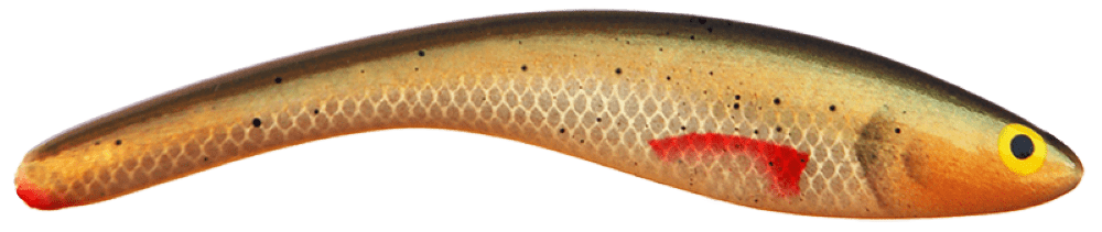 Roach