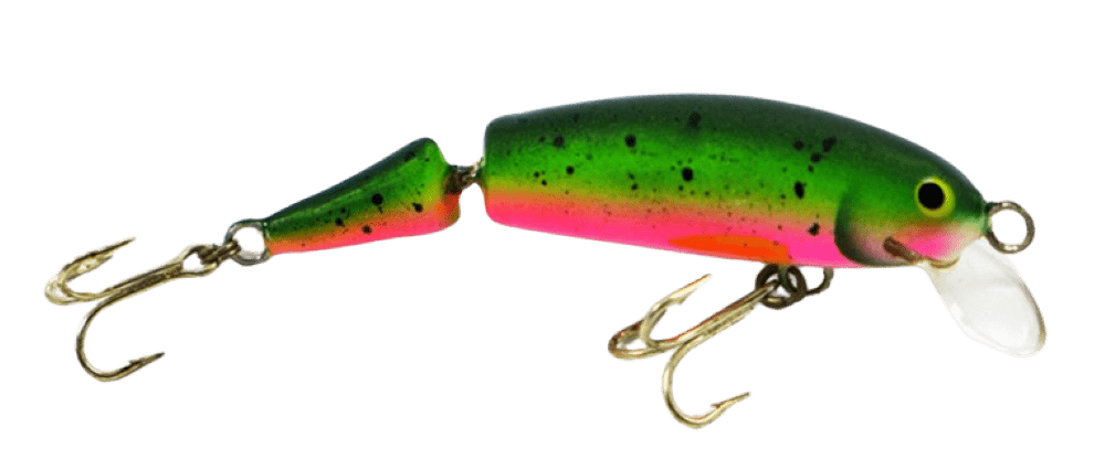 Rainbow Trout