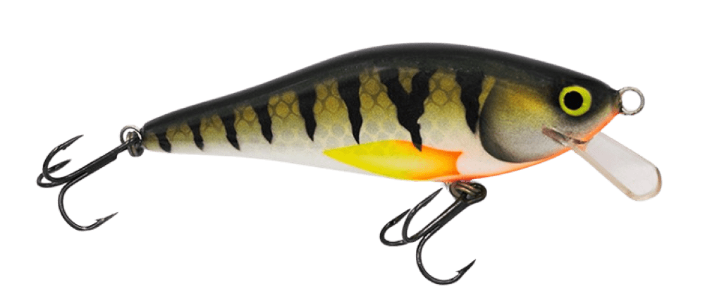 Golden Perch