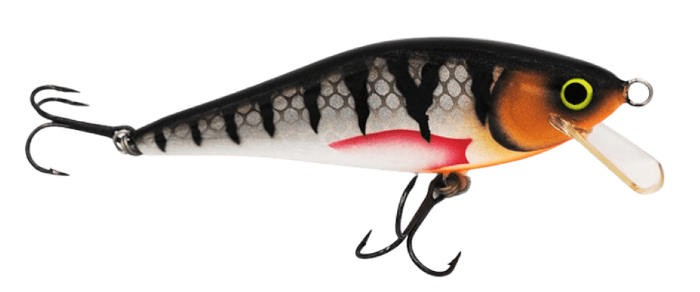 Silver Perch