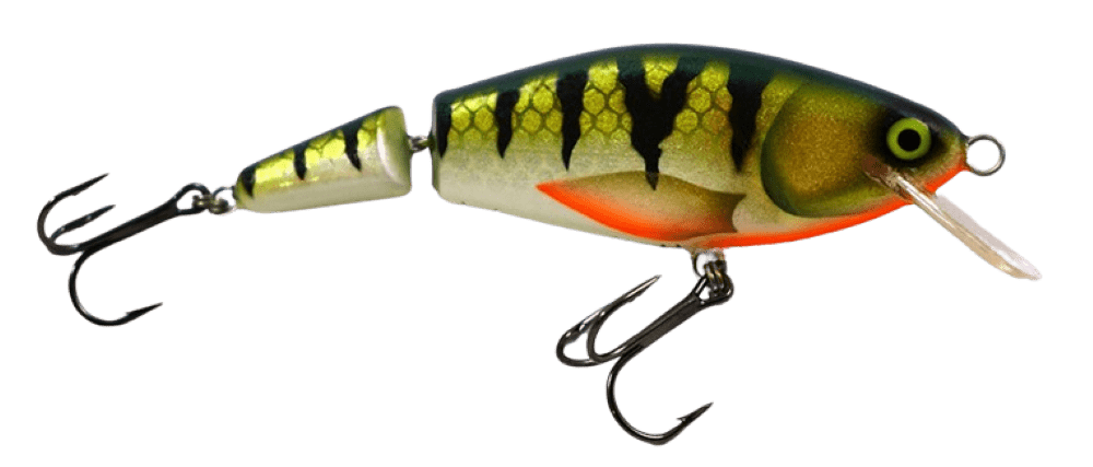 Golden Perch