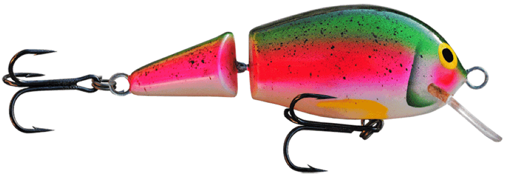 Rainbow Trout