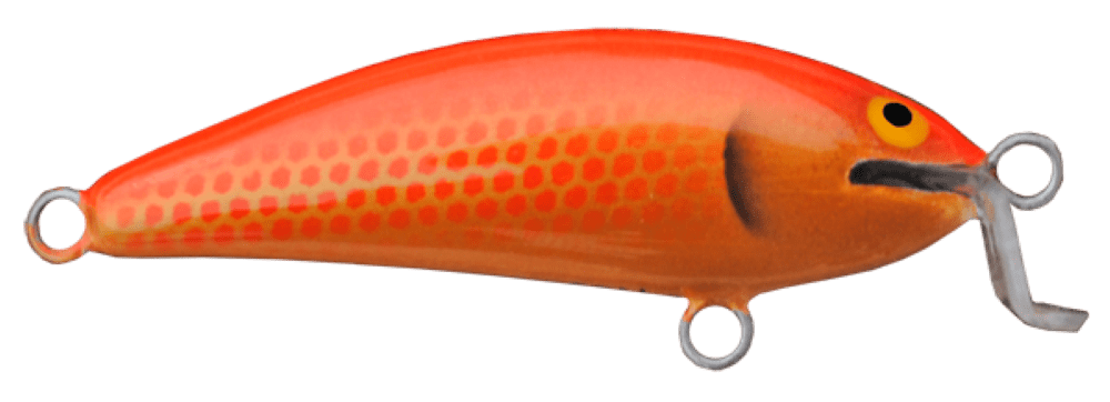 Koi