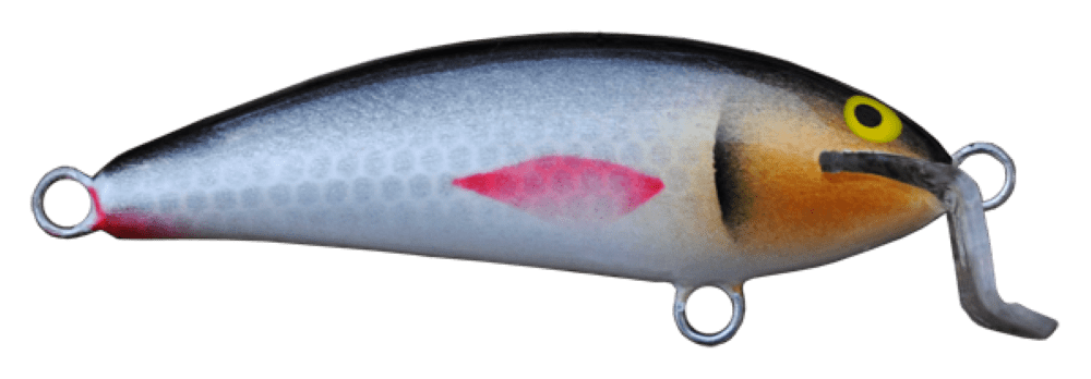 Shad