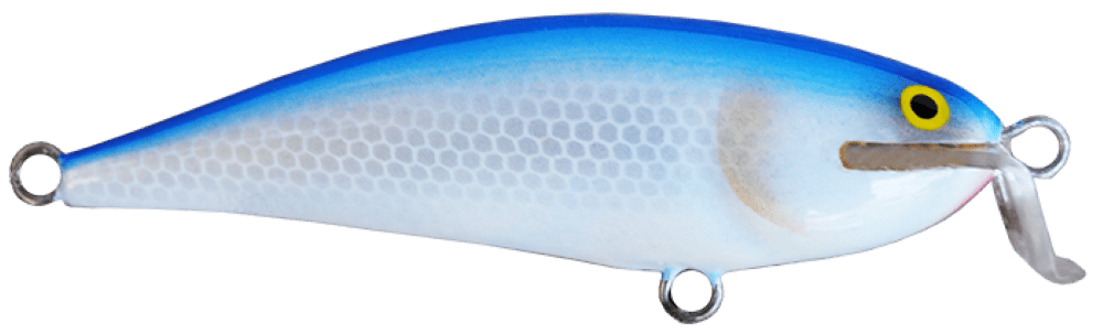 Bluefish