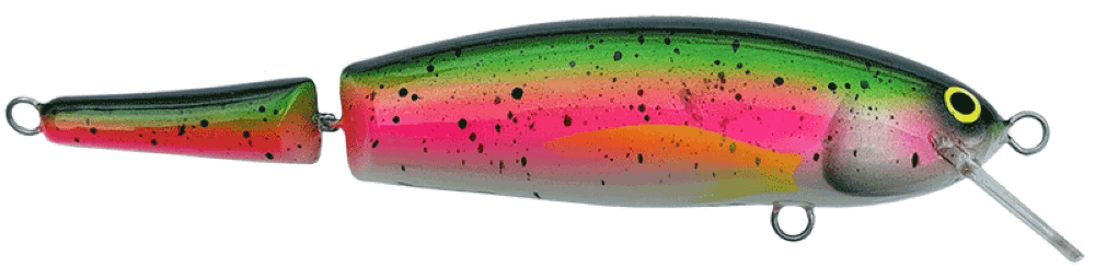 Rainbow Trout