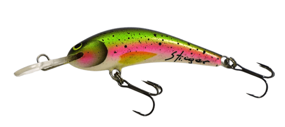 Rainbow Trout