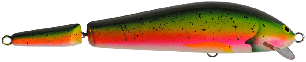 Rainbow Trout