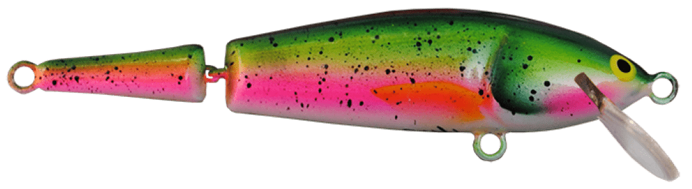Rainbow Trout